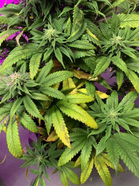 Leaves Turning Yellow During Flowering Thcfarmer Cannabis
