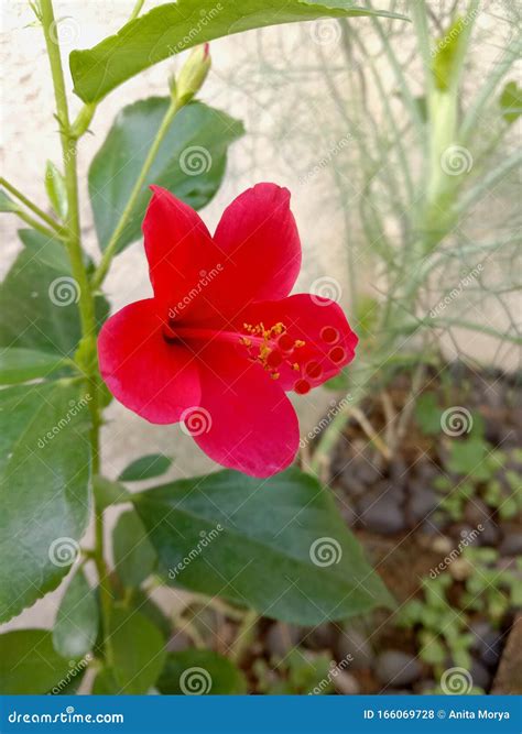 Evergreen Medicinal Hibiscus Flower Plant Stock Photo Image Of Garden