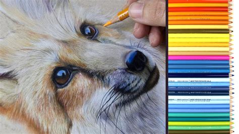 Realistic Colored Pencil Drawing Of A Fox Drawing Tutorial Youtube