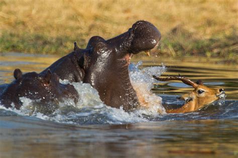 Quick Thinking Antelope Escapes Hungry Hippo