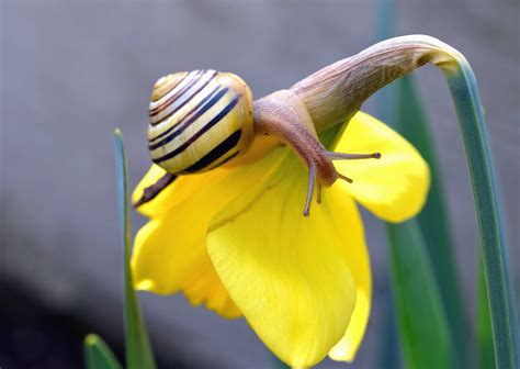 Free Picture Flower Flowering Snail Invertebrate Animals Nature