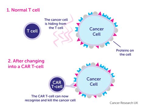 Car T Cell Structure