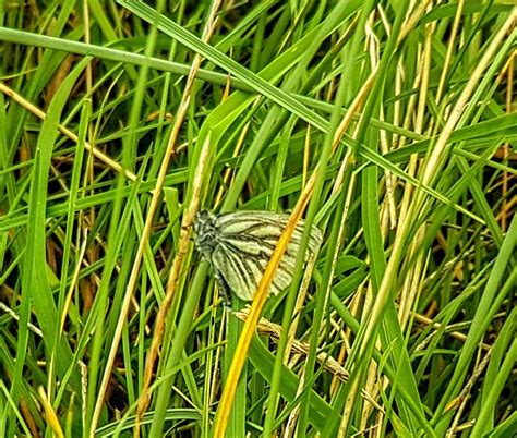 Photos For The Big Butterfly Count 2019 The Fgaff Community