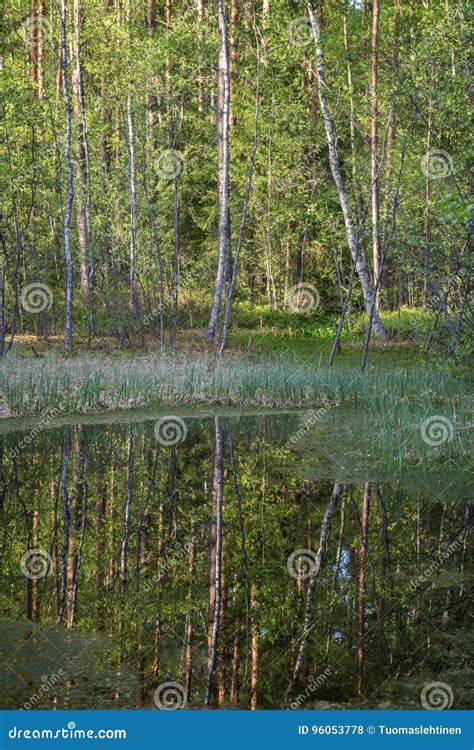 Small Pond In A Forest Stock Photo Image Of Forest Summer 96053778