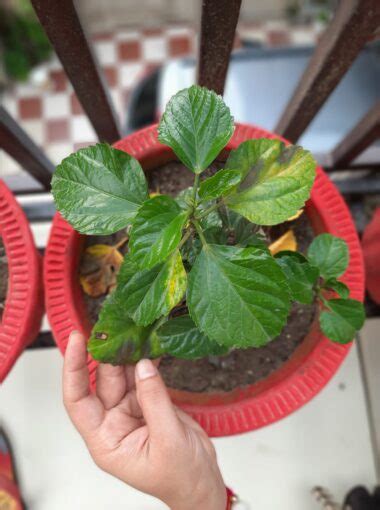 5 Reasons Behind Hibiscus Leaves Turning Yellow Plants Craze