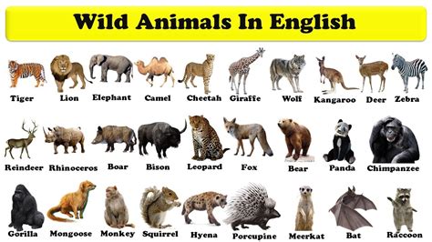 Names Of Wild Animals In English With Pictures Learn Wild Animals