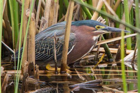 Adult Green Heron Flickr Photo Sharing