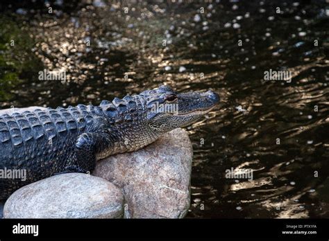 Young American Alligator Alligator Mississippiensis Rests Along The
