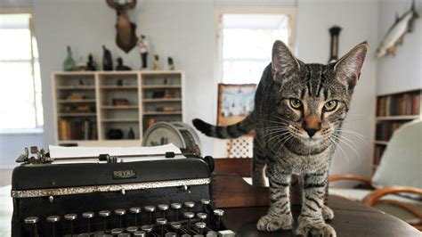 The Feds Can Tell Ernest Hemingways Cats What To Do Heres Why The