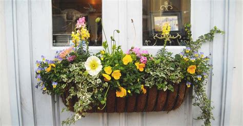 Add color to the landscape by filling your window boxes with flowering annuals. 8 Tips to Make Your Window Box Flourish and 11 Ideas to ...