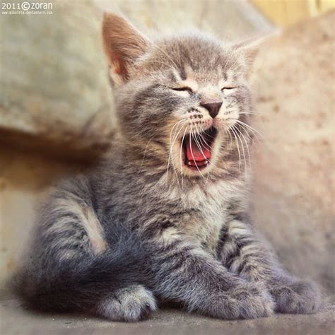 Big Yawn Kittens Cutest Cute Animals Cute Cats