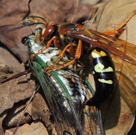 Cicada Hunter Wasp