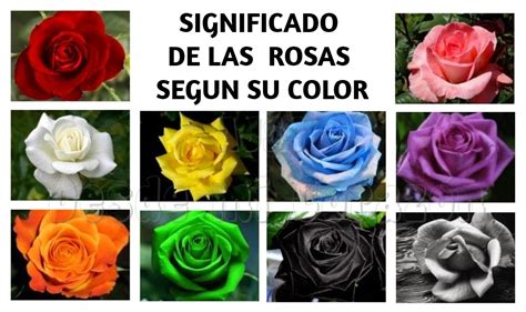 Asu Significado De Las Rosas Segun Su Color