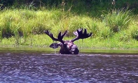 Watch This Maine Moose Likes To Go Under And Disappear