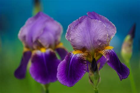 Iris Hd Wallpaper