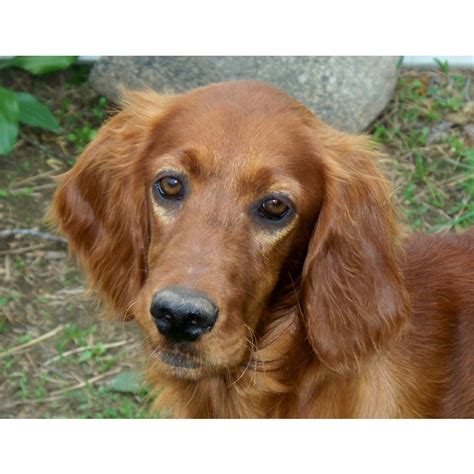 Boarding contract pups are available at a reduced price to local families within 2 hours of us. Puppies for sale - Golden Retriever (including American ...