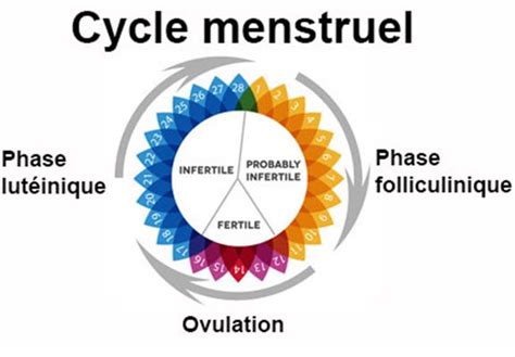 PDF Télécharger cycle menstruel cours pdf Gratuit PDF PDFprof com