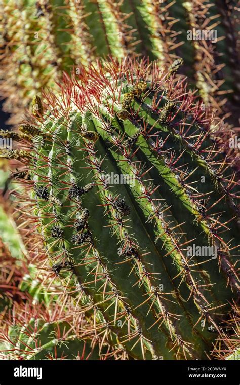 Mexican Cactus Ferocactus Pilosus Stock Photo Alamy