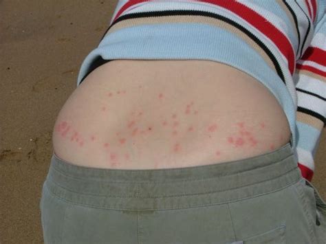 Scotland map > scotland travel • edinburgh map. Midge Free Scotland