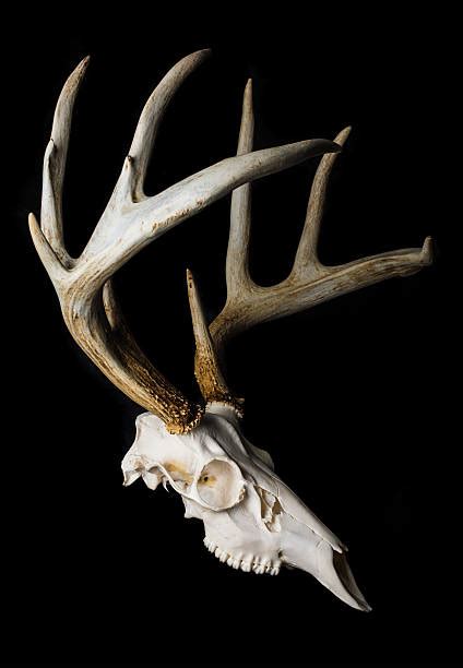Deer Skull Stock Photos Pictures And Royalty Free Images Istock