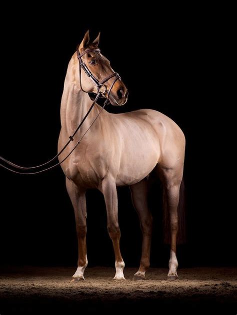 Mark Harvey Black Background Portrait Horse Background Equestrian