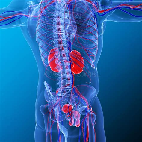 Are The Kidneys Located Inside Of The Rib Cage Kidneys And Diabetes