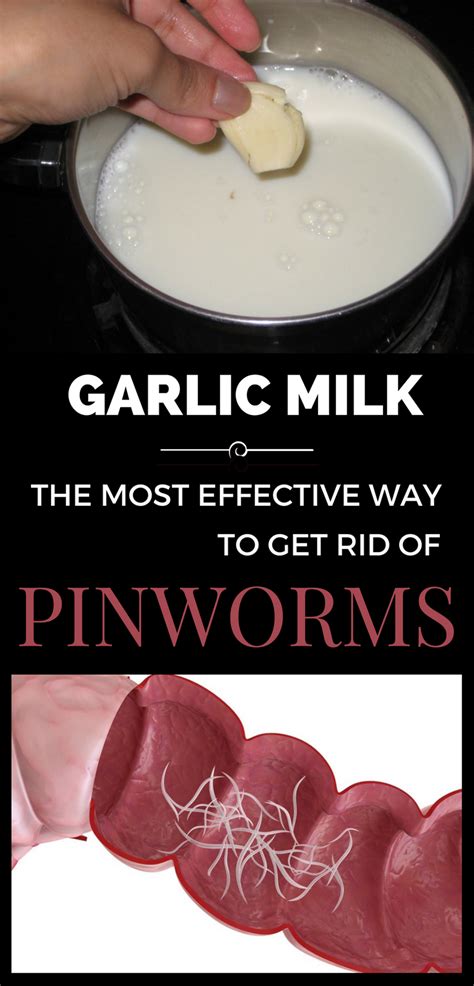 Garlic Milk The Most Effective Way To Get Rid Of Pinworms Home