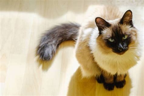 Балинезийская кошка Балийская кошка🐱 — описание фото характер и