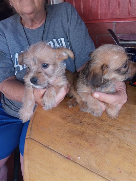 Schnorkie Puppies For Sale State Highway 48 Ok 443096