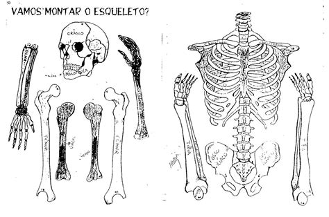 Esqueleto Humano Para Imprimir