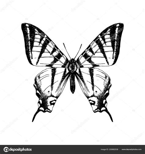 Mano Dibujado Occidental Tigre Swallowtail Mariposa Vector Gr Fico