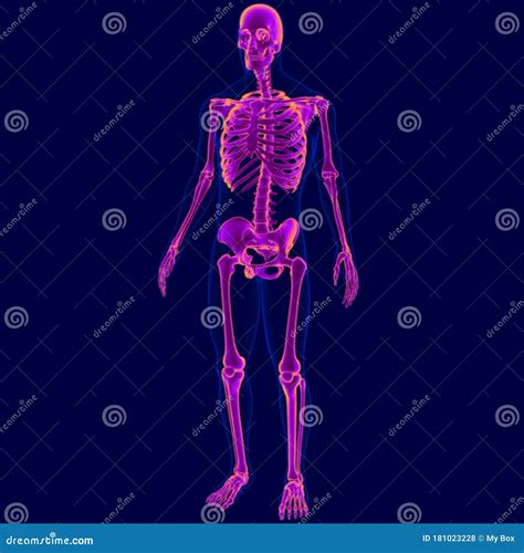 3d Illustration Human Skeleton Anatomy For Medical Concept Stock