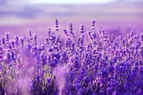 Free Lavender Wallpapers Wallpaper Cave