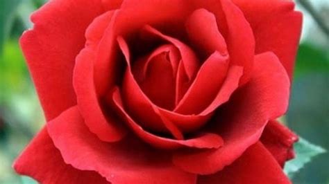 Ciri Ciri Bunga Mawar Merah Salah Satu Titik Sampel Pelemparan Dua Koin