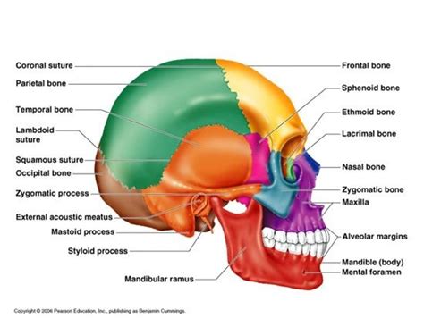 They consist of 8 cranial bones, 14 facial bones, the hyoid bone, and 6 auditory (ear) bones. Dentaltown - The Face Lateral View | Anatomy bones, Human ...