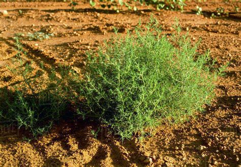 agriculture weeds mature russian thistle salsola kali aka tumbleweed a cropland weed