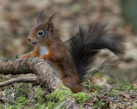 Red Squirrel Formby Point England Photograph By David Stanley Pixels