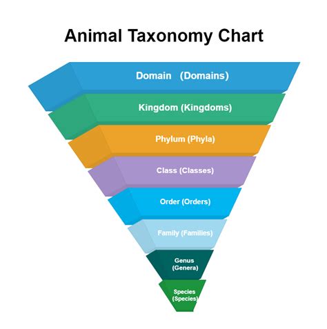 Animal Taxonomy Hierarchy Chart Animal Taxonomy Tree Porn Sex Picture