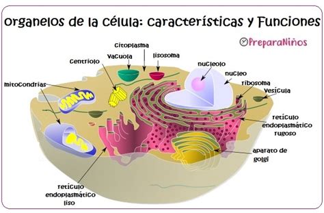 ¿qué Es La Célula ¿qué Tipos De Células Existen Procariota Y Eucariota