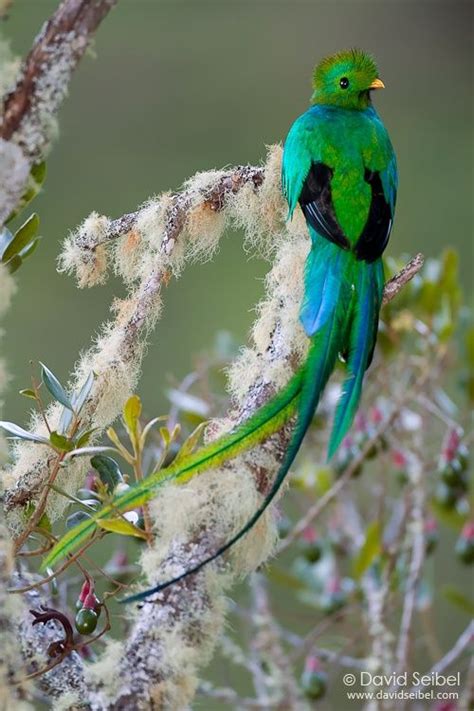 resplendent quetzal beautiful birds pretty birds most beautiful birds
