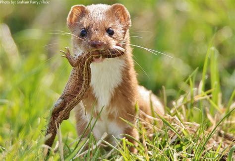 Interesting Facts About Weasels Just Fun Facts