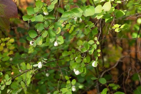 Snowberry Bush How To Grow And Care
