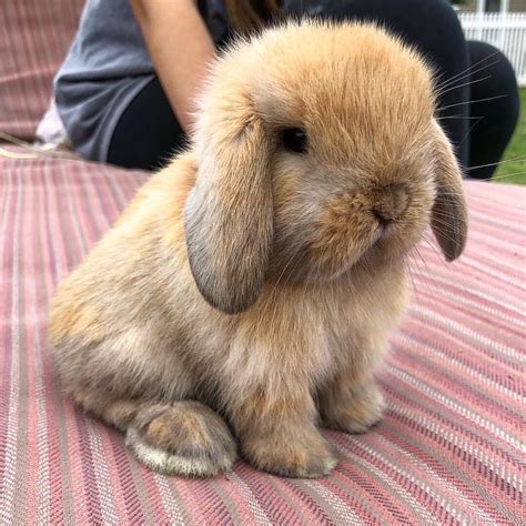 Amazing Animals On Instagram “cute 😍🐰💕 By Bunnyrabbitry