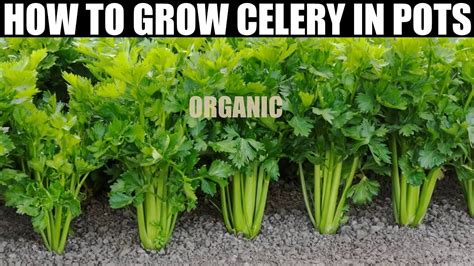 How To Plant Celery Seed To Harvest Full Information Youtube