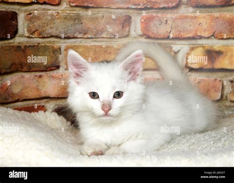 One Small Fluffy White Kitten Sprawled Out On Fluffy Sheepskin Looking