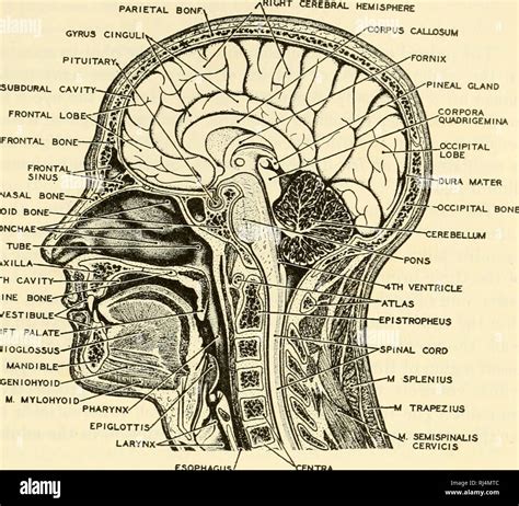 Nasal Vestibule Stock Photos & Nasal Vestibule Stock Images - Alamy