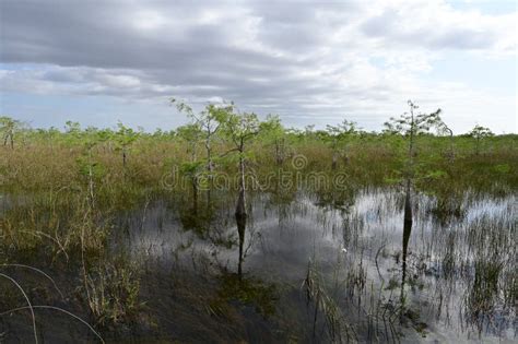 Cypress Trees Of The Dwarf Cypress Forest In Everglades National Park