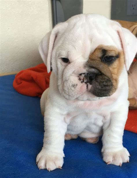 English bulldog, american bulldog, american pit bull terrier, bull mastiff. English bulldog... #Cutie Pie | Bulldog, English bulldog ...
