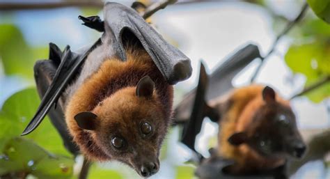 17 Fun Facts About Bats You Cant Resist 2022 Bird Watching Hq