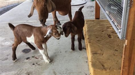 Twin Boys Baby Goats Youtube